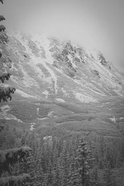 在波兰的背景下 一片由冷杉和高塔特拉山组成的雪地森林迷人的景象 — 图库照片