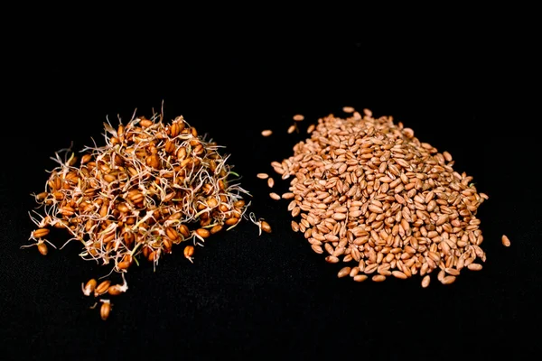 Comparación Trigo Germinado Trigo Orgánico Crudo Sobre Fondo Negro — Foto de Stock