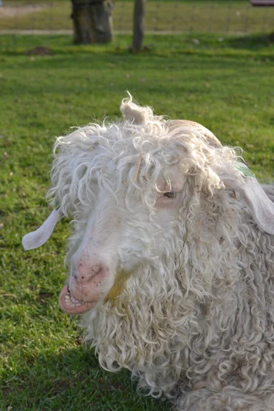 Nahaufnahme Eines Grad Umgedrehten Schafes Auf Einer Grünen Wiese — Stockfoto