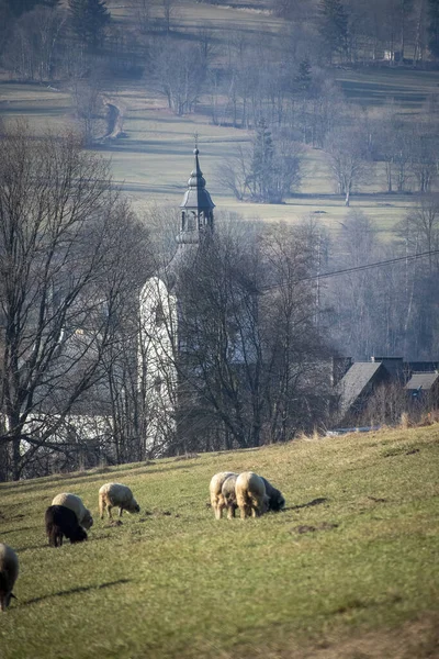 Ένα Κοπάδι Πρόβατα Βόσκουν Ένα Χωράφι Ενάντια Μια Παλιά Εκκλησία — Φωτογραφία Αρχείου