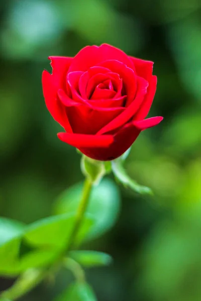 Closeup Single Red Rose Blurred Background — Foto Stock