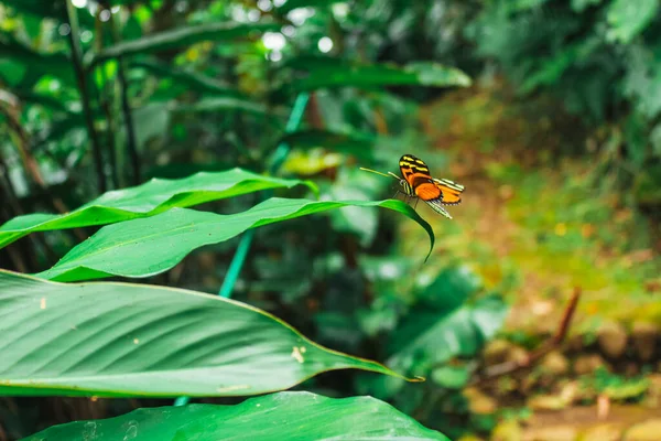 Gros Plan Papillon Sur Des Feuilles Vertes Dans Jardin — Photo