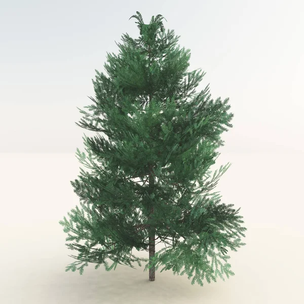 Візуалізація Одного Вічнозеленого Дерева Величезному Порожньому Білому Середовищі — стокове фото