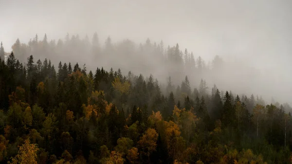 Paesaggio Autunnale Nebbioso Foreste Dalla Norvegia — Foto Stock