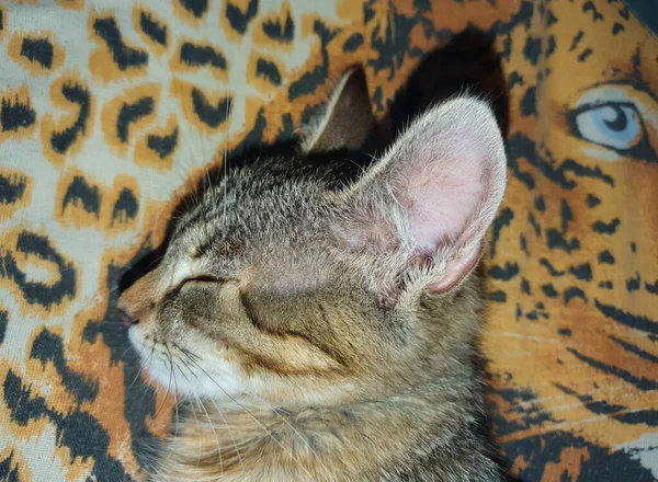 Спящий Котенок Одеяле Меха Тигра — стоковое фото