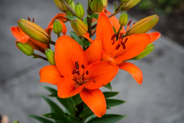 Egy Közeli Felvétel Virágzó Narancssárga Liliomokról — Stock Fotó