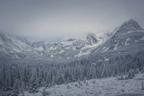 Okouzlující Pohled Zasněžený Les Jedlí Vysoké Tatry Pozadí Polsku — Stock fotografie