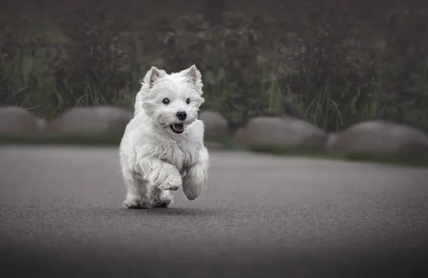 Słodki Zachód Góralski Biały Terrier Biegający Parku — Zdjęcie stockowe