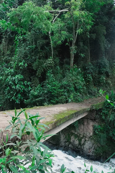 緑の森の中の苔むした橋 — ストック写真