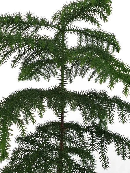 Återgivning Stjärna Tall Zimmertanne Araucaria Heterophylla Träd Vit Bakgrund — Stockfoto