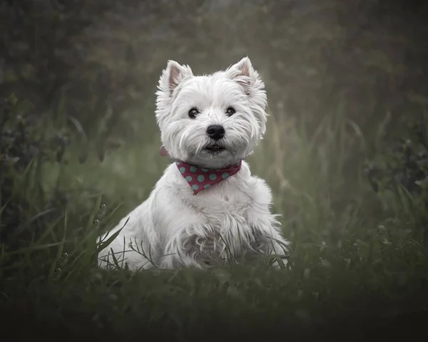Lindo Oeste Highland Terrier Branco Com Colar Rosa Gramado — Fotografia de Stock