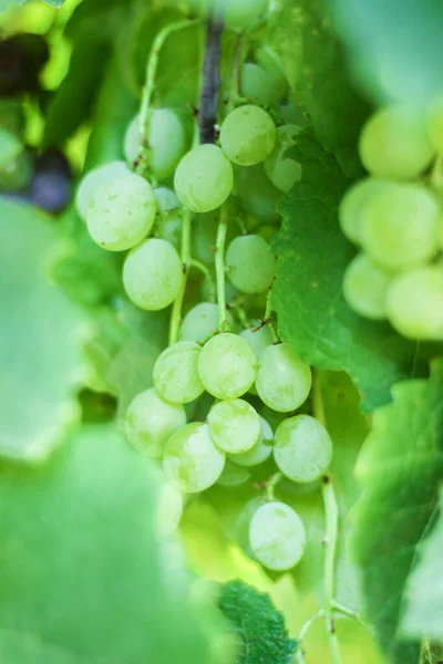 Ripe Clusters Green Grape Vine Autumn — Fotografia de Stock