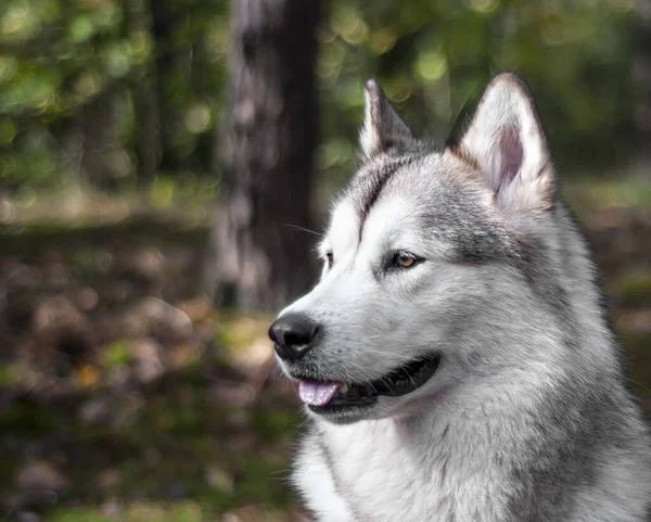 Gros Plan Mignon Malamute Regardant Quelque Chose Sur Fond Flou — Photo