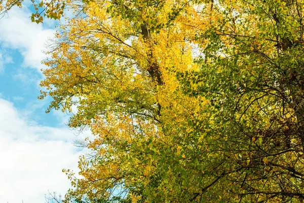Belo Tiro Uma Árvore Amarela Fundo Céu — Fotografia de Stock