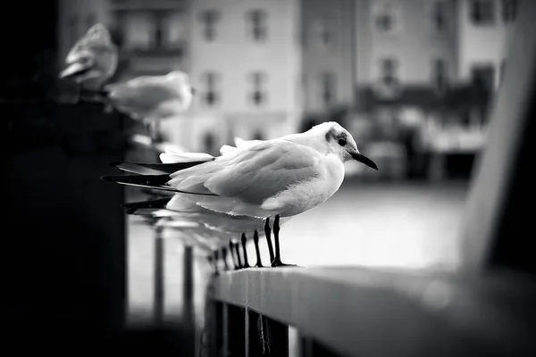 Grayscale Beautiful Gulls Standing Row — ストック写真
