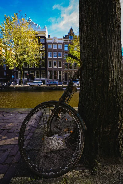 阿姆斯特丹一棵树旁停着一辆锈迹斑斑的旧自行车的垂直镜头 — 图库照片