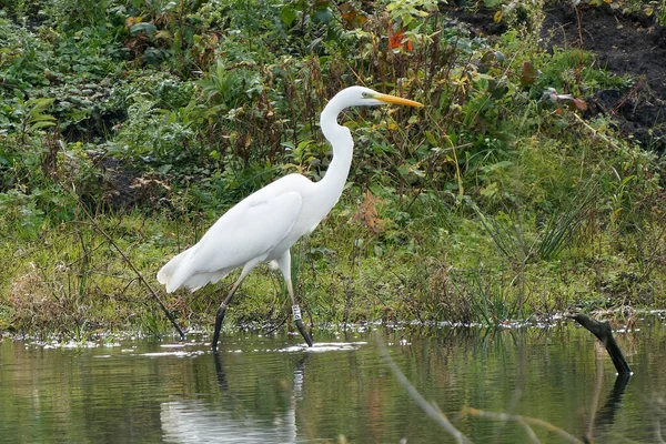 Uma Grande Garça Branca Andando Por Lago Uma Floresta — Fotografia de Stock