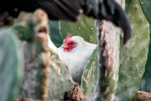White Hen Free Range Field Perched Opuntia Prickly Pear Pad — Stock Photo, Image