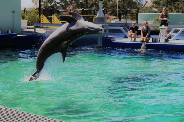Vacker Utsikt Över Delfin Simmar Pool — Stockfoto