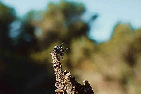 Selective Focus Bug Tree Blurry Background — Stock Photo, Image