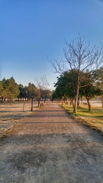 Přirozený Pohled Chodník Parku Pokrytém Zelení Stromy — Stock fotografie