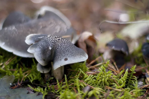 Eine Nahaufnahme Von Pilzen Die Auf Dem Waldboden Wachsen — Stockfoto