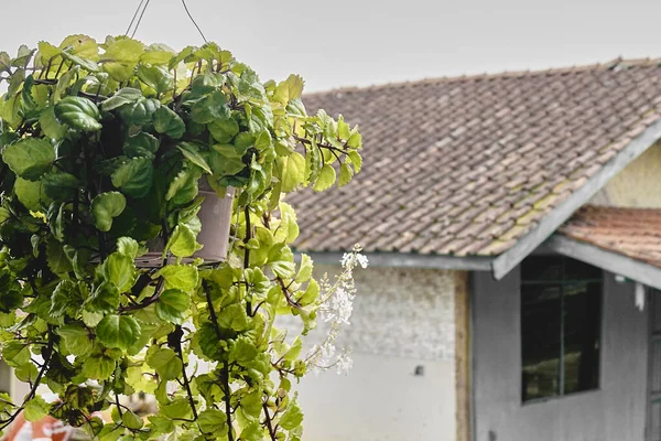 帯状の屋根を持つ田舎の家の隣のブドウ畑 — ストック写真