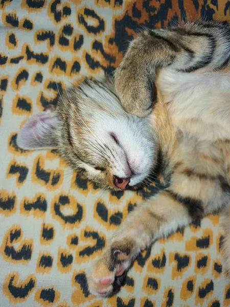 Ein Schlafendes Gestromtes Kätzchen Auf Einer Tigerfelldecke — Stockfoto