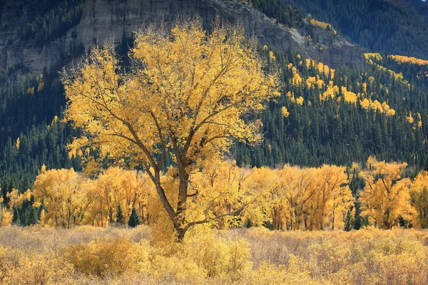 Bellissimi Alberi Aspen Con Foglie Giallo Oro Autunno Colorado Una — Foto Stock