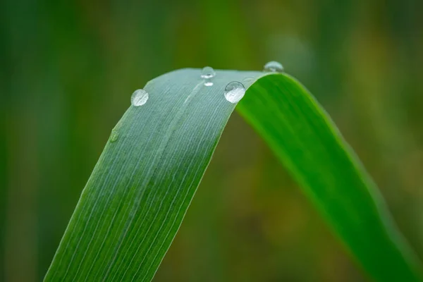 水滴在绿叶上的浅浅的聚焦点 — 图库照片