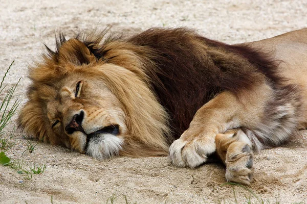 在纳米比亚 懒洋洋的狮子睡在沙漠的尘土中 — 图库照片