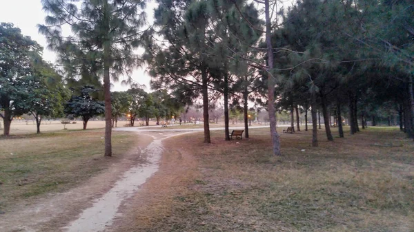 Естественный Вид Тротуар Парке Покрытом Зеленью Деревьями — стоковое фото