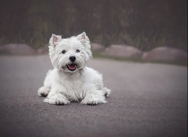 Lindo West Highland White Terrier Tendido Suelo Parque — Foto de Stock