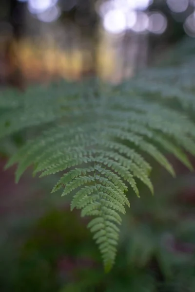 Plan Vertical Une Feuille Fougère Fraîche — Photo