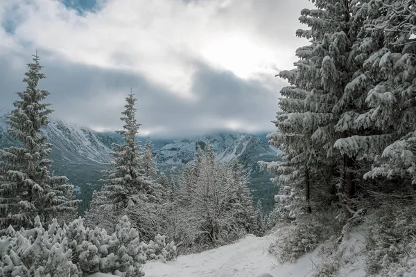 Una Vista Fascinante Bosque Nieves Abetos Alta Montaña Tatra Fondo — Foto de Stock