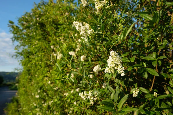 Närbild Vita Blommor Vanlig Täcke Ligustrum Vulgare Häck — Stockfoto