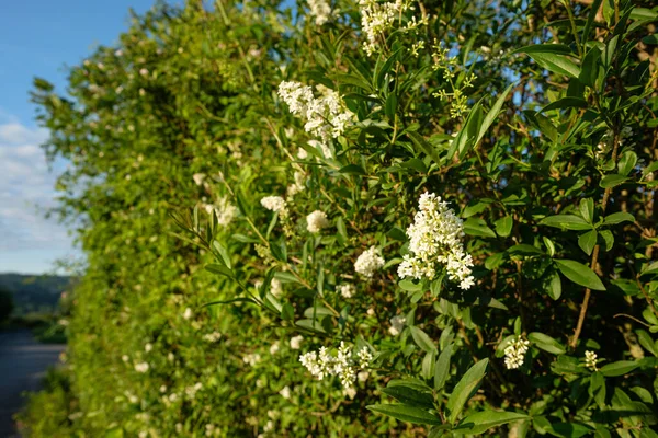 Een Voorgrond Van Witte Bloemen Van Een Gemeenschappelijk Privet Ligustrum — Stockfoto