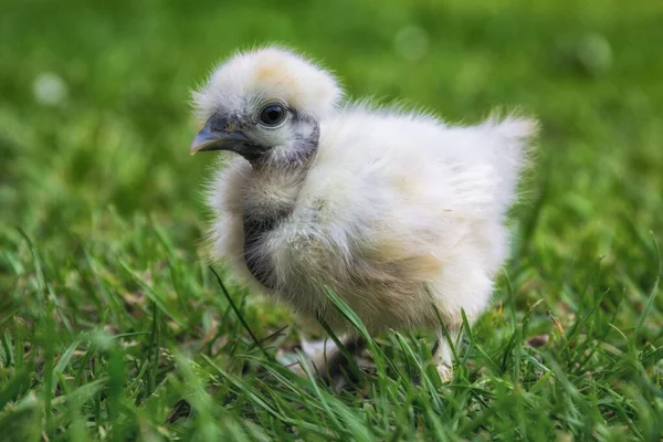 草地上的小鸡 — 图库照片