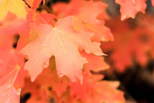 Red Autumn Maple Leaves Tree Alpine Loop Utah Usa — ストック写真