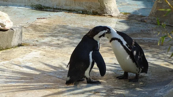Egy Pár Cuki Pingvin Csókolózik Állatkertben — Stock Fotó