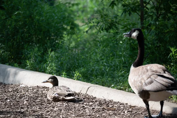 Ganso Pato Caminhando Parque Com Árvores Verdes — Fotografia de Stock