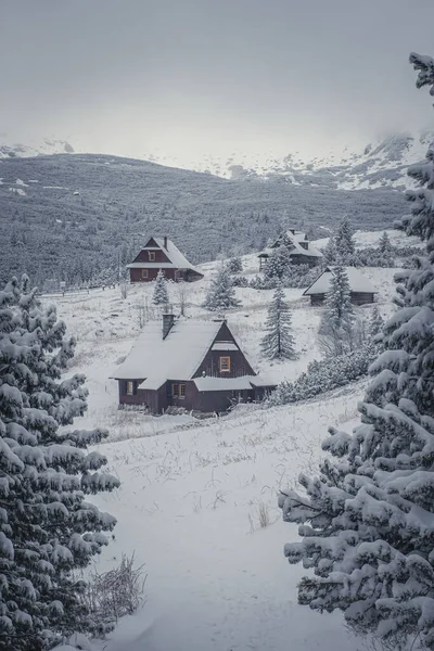 Una Vista Fascinante Bosque Nieves Abetos Alta Montaña Tatra Fondo — Foto de Stock