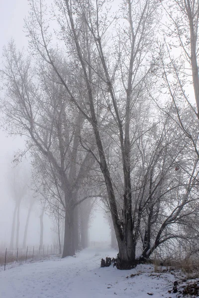 Mysterious Scene Tall Bare Trees Winter Park Foggy Day Utah — Fotografia de Stock