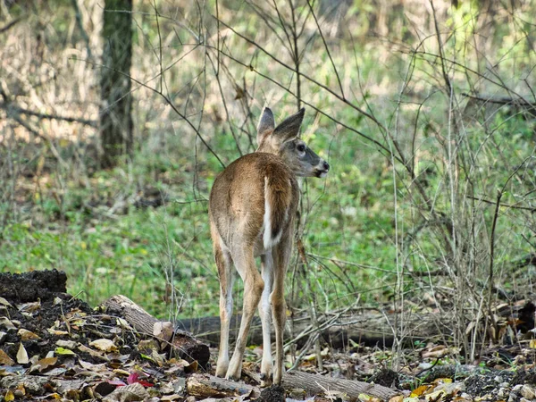 Eine Auswahl Eines Eleganten Weiblichen Hirsches Ernie Miller Nature Center — Stockfoto