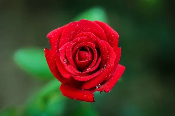 Shallow Focus Shot Single Red Rose Blurred Background — стоковое фото