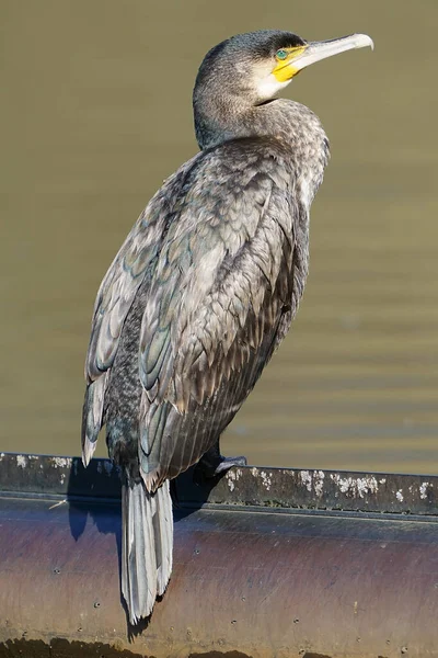 Eine Vertikale Aufnahme Eines Kormoranvogels Mit Doppeltem Kamm Der Der — Stockfoto