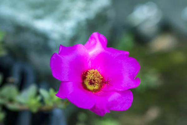 정원에 분홍빛 선별하는 — 스톡 사진