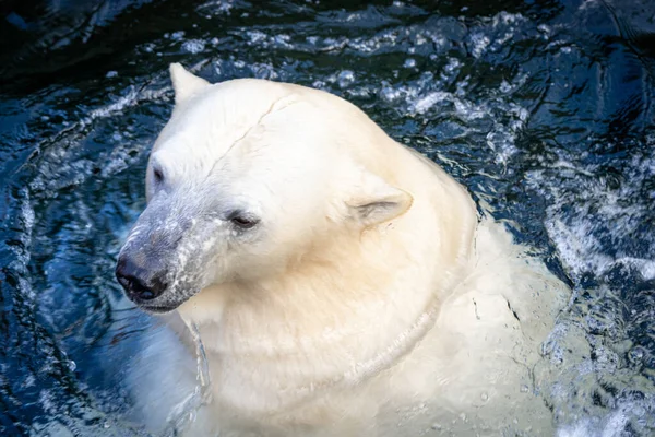 Head Shot Beautiful Wild White Ice Bear Swimming Water Stock Picture