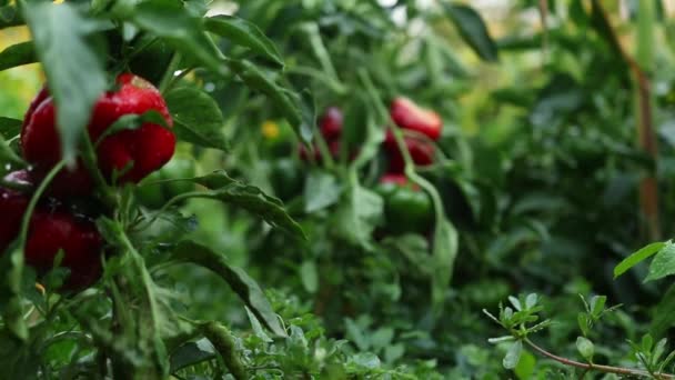 Pimiento Verde Maduro Rojo Que Crece Jardín — Vídeo de stock