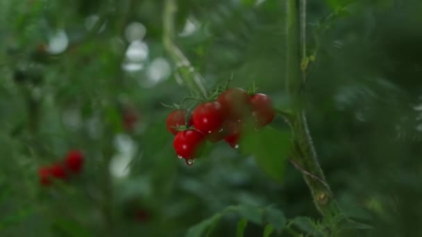 Κόκκινες Ώριμες Ντομάτες Ένα Κλαδί Στον Κήπο — Αρχείο Βίντεο